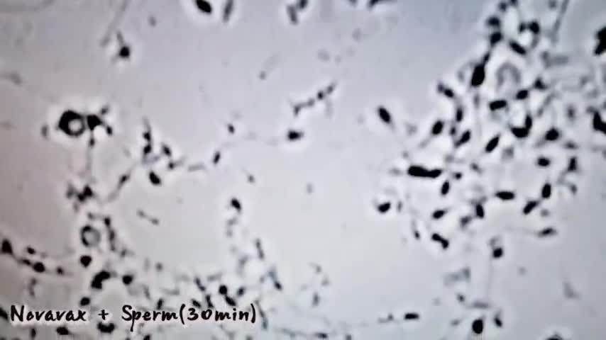 백신과 정액의 만남