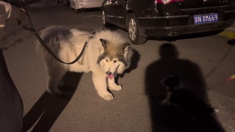 Two-year-old puppies are afraid of three-month-old puppies