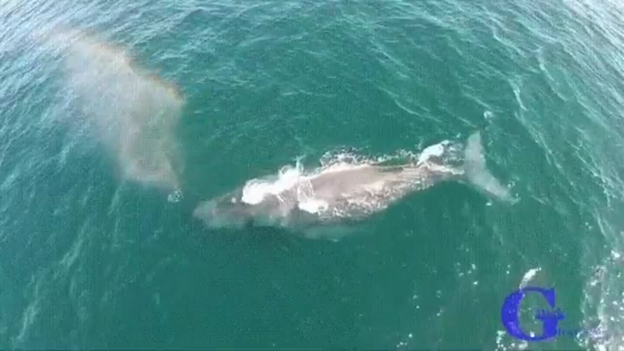 Whale Creating a Rainbow #shorts #viral #shortsvideo #video