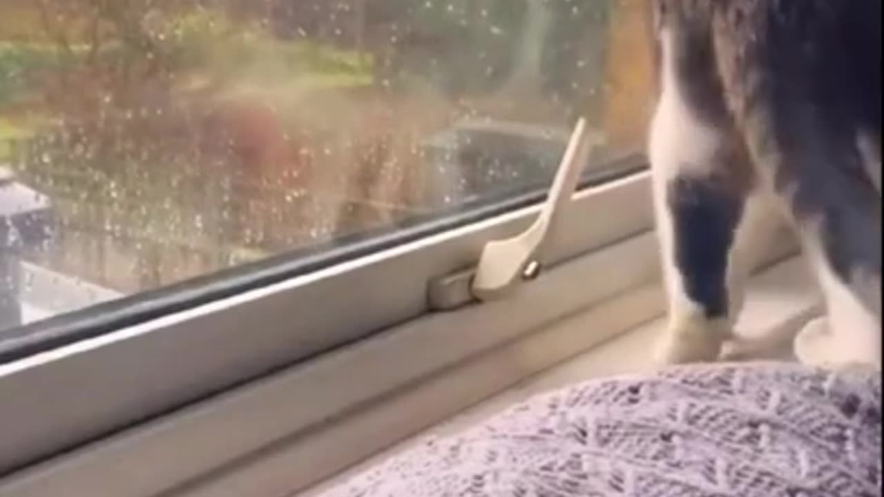 Smart cute cat video