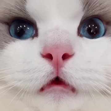 Cute cat🐱🐱🐱