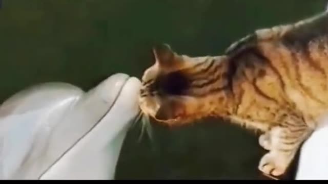 Such is the love of a dolphin with a cat.