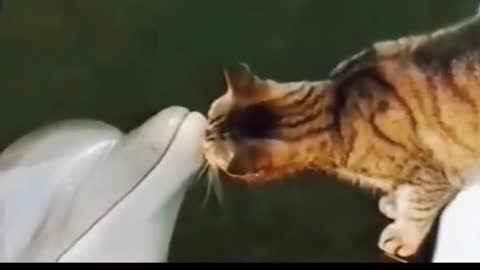 Such is the love of a dolphin with a cat.