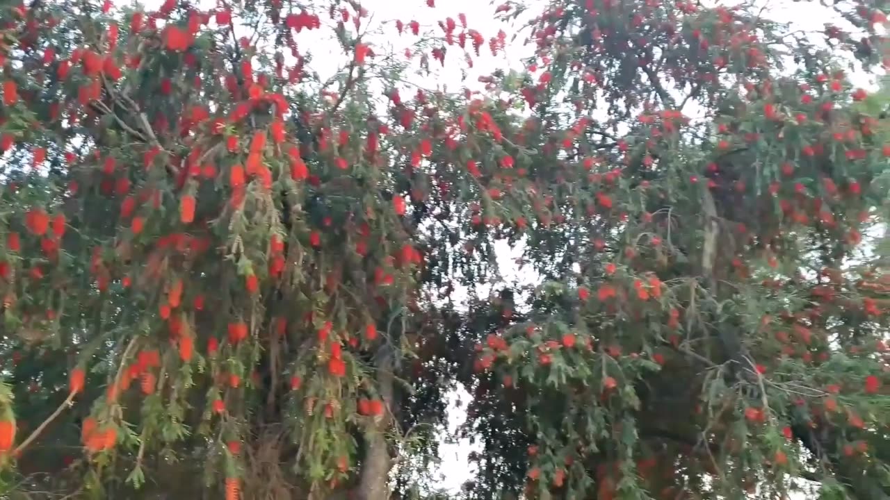 Callistemon Viminalis, Weeping Bottle Brush Flowering Tree, Ornamental Bonsai