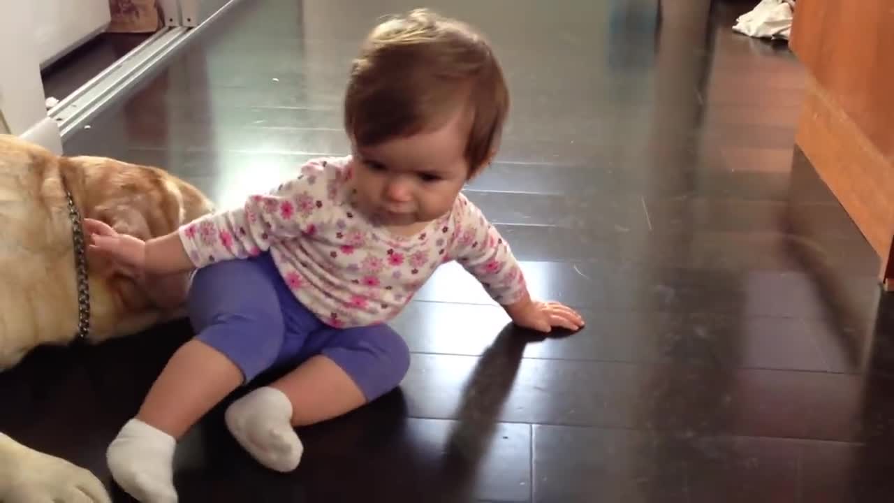 Baby girl plays with yellow Lab