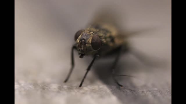 Close up UK Garden critters - macro slideshow of insects