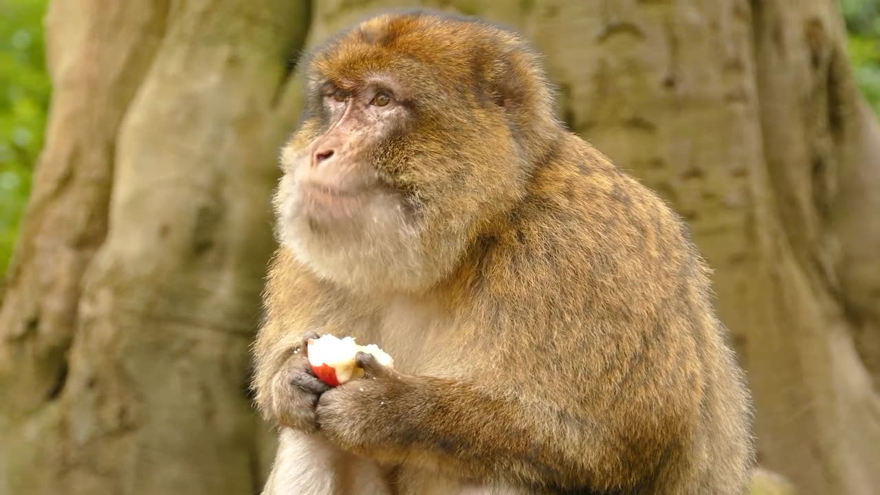 Monkey video