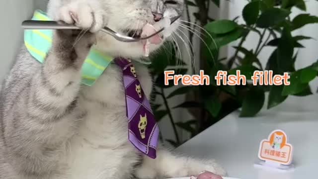 Chef Cat ChangAn：I'm Going To Start Eating Fish,Yummy!