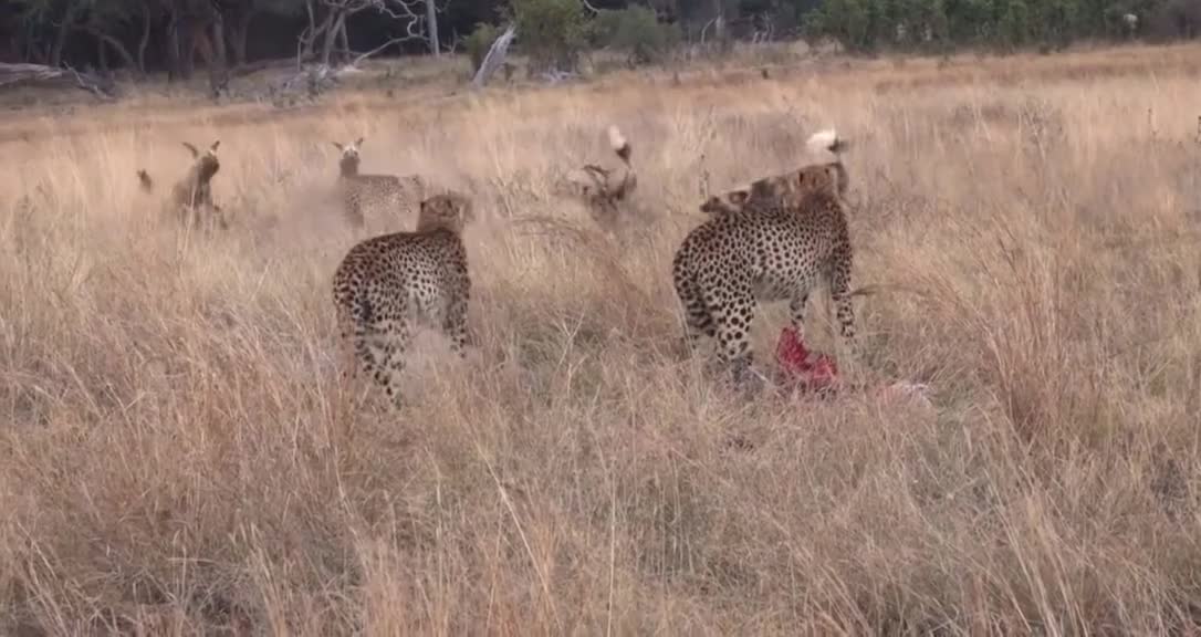 Wild Dogs stealing Food From Cheetahs