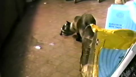 1988 - Cats Fascinated by Turtle