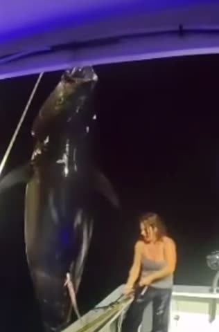 Giant bluefin tuna caught by women