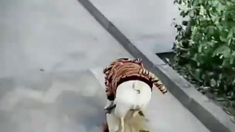 Funny cat and dog