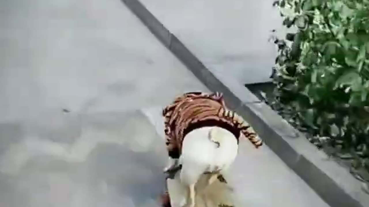 Funny cat and dog
