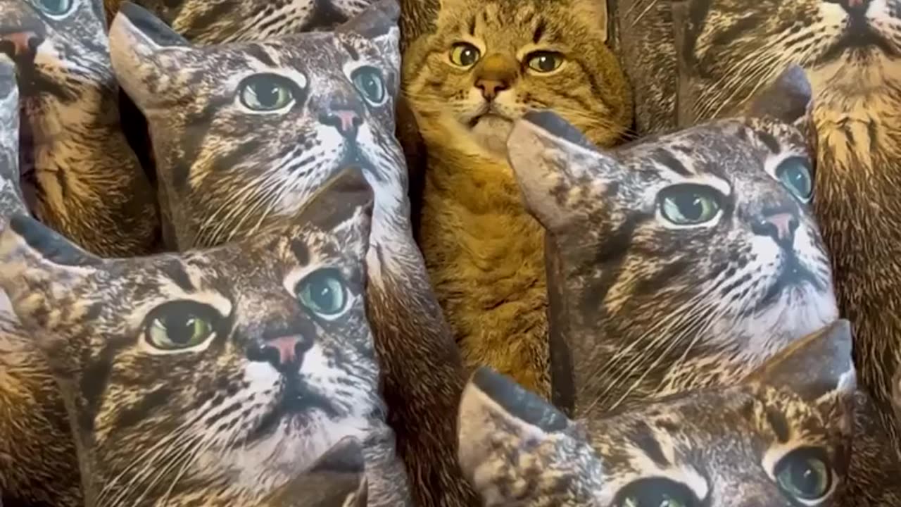 cats video
