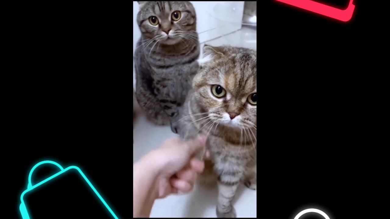 Kitten handshake