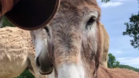Evanescent Burros