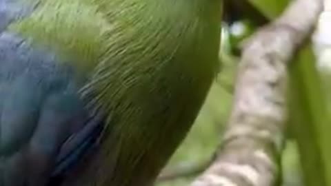 Beautiful White Cheeked Turaco Tropical Bird