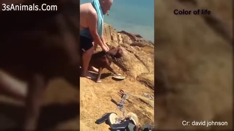 Dogs desperately protect human children like moms