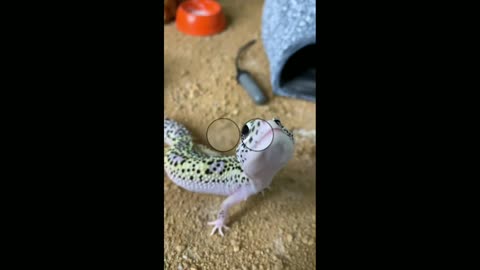 lizard new trend zuzi