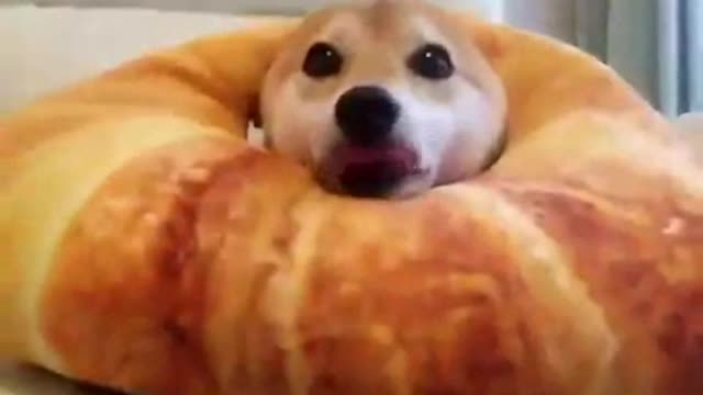 TRY NOT TO LAUGH 😆 Cute DOG,Animals' Life