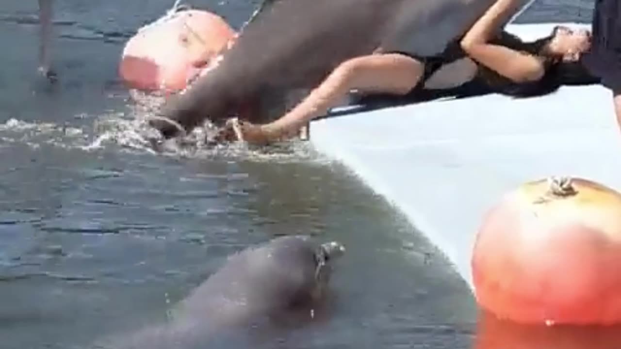 I swear that Dolphin was a man in a previous life.