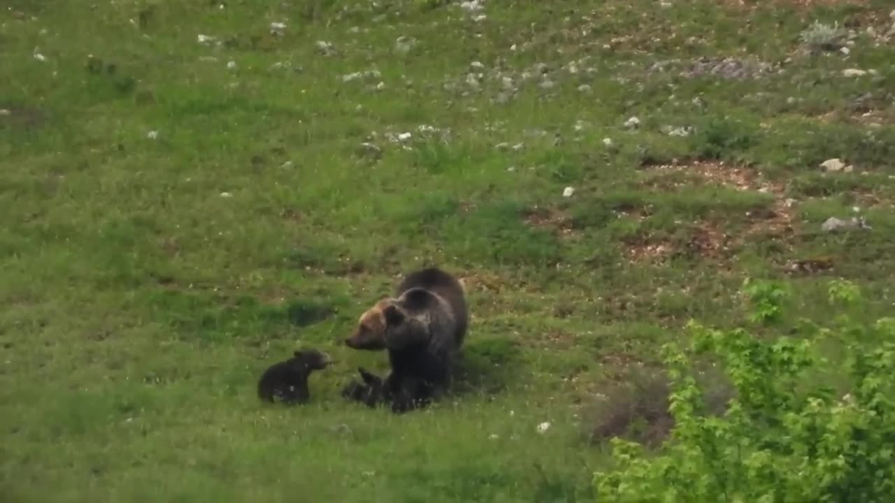 Funny animal moments caught on camera||Compilation#3