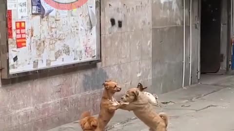 New Funny Animals Dubbing Hindi Part 70 _ #shortvideo _ #shorts _ #dog _ #beer _ #desicomedy