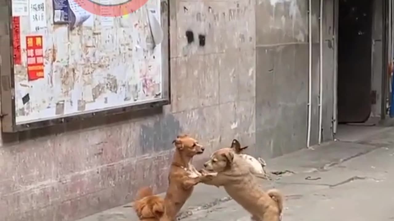 New Funny Animals Dubbing Hindi Part 70 _ #shortvideo _ #shorts _ #dog _ #beer _ #desicomedy
