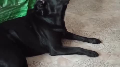 Singing dog Sofia