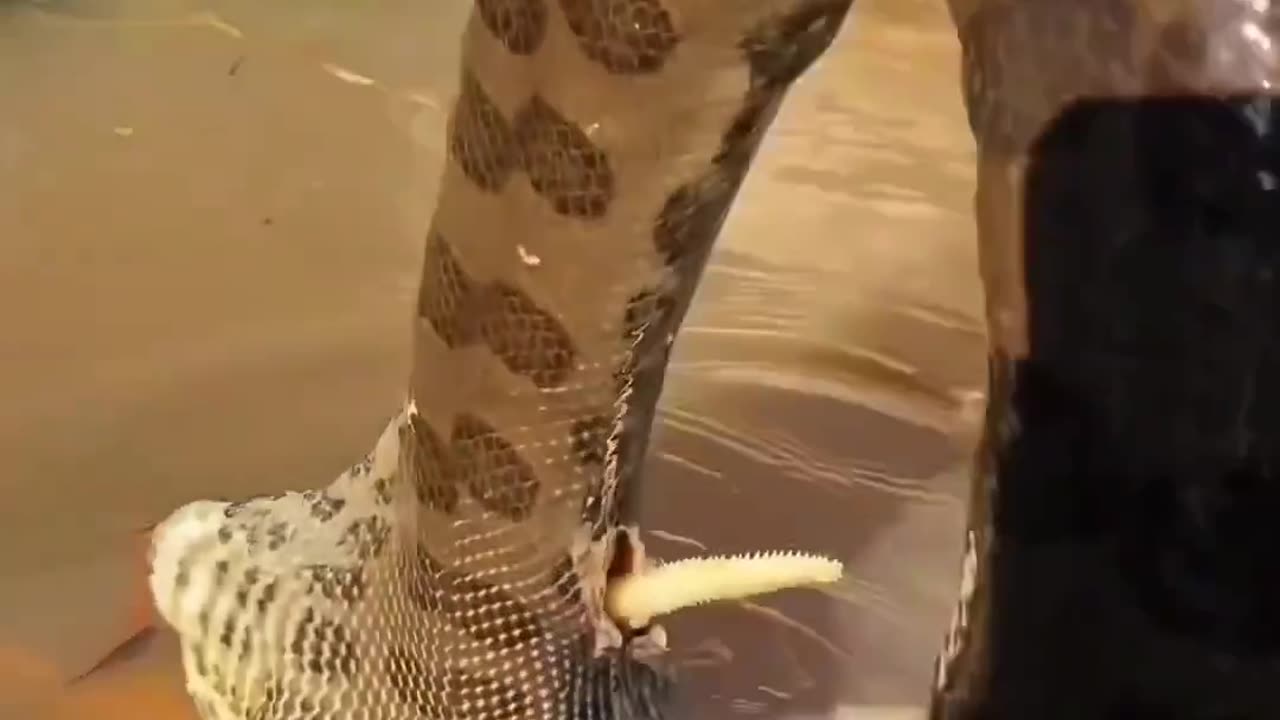 Python died trying to swallow a shark