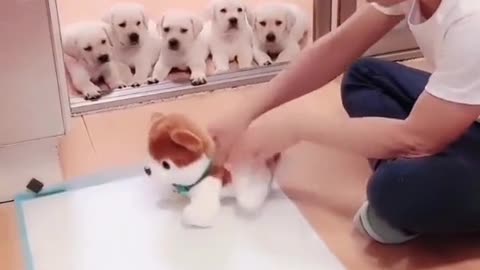 How to train small dogs ?