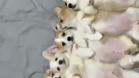 Alot of dog’s playing in pool