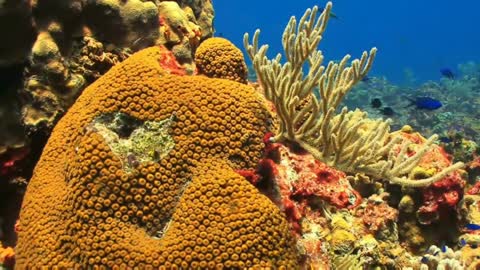 Best animal mugic, elephant, underwater fish, and water romantic video,