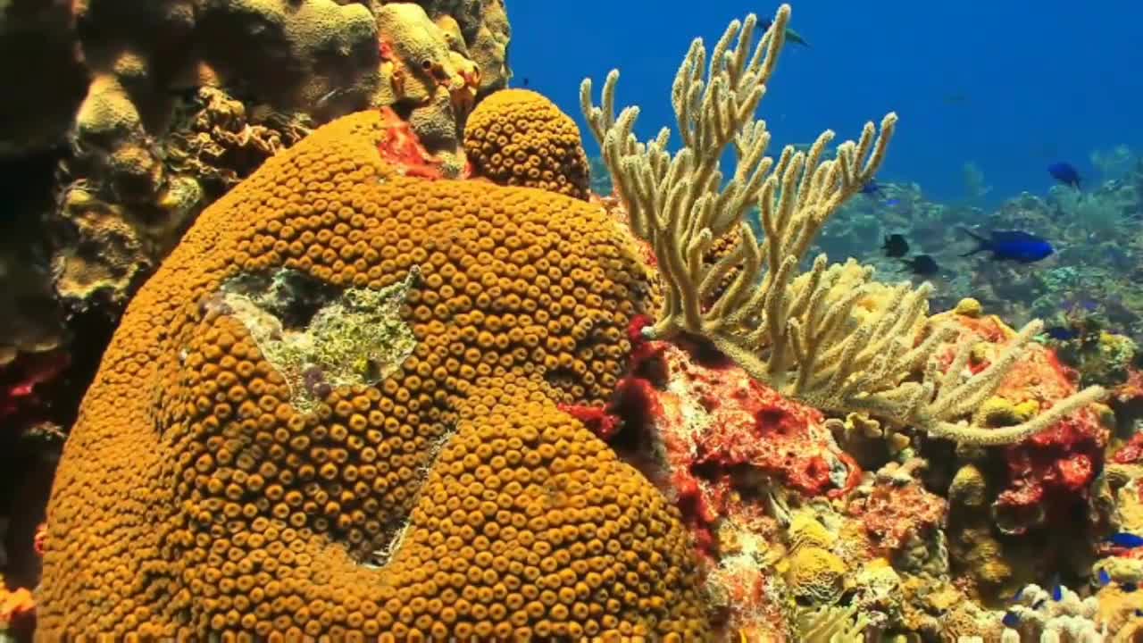Best animal mugic, elephant, underwater fish, and water romantic video,