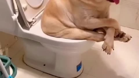 Cute animal videos