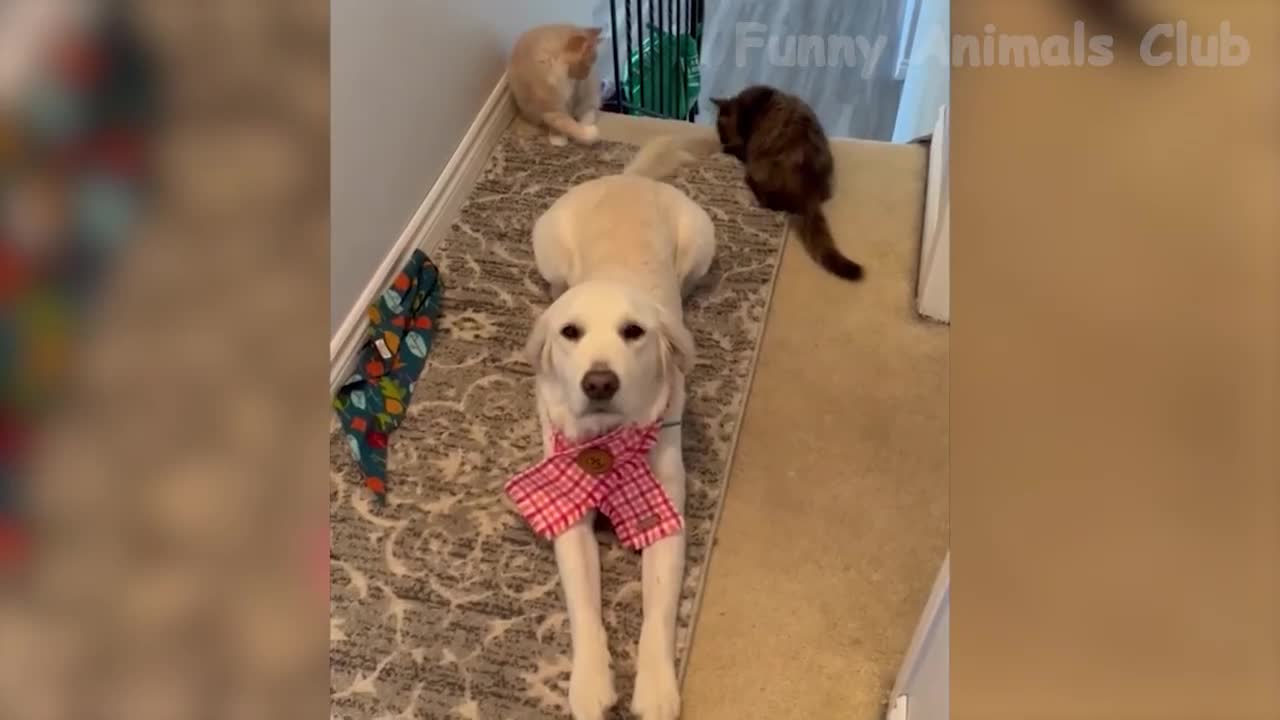 Funny Animals Videos - Dogs and Cats - Try not to laugh
