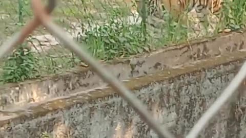 Royal Bengal Tiger in Kolkata Zoo India