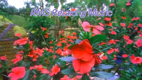 Relaxing Music | Sleeping, Meditation, Stress Relief | [7326] ⭐️