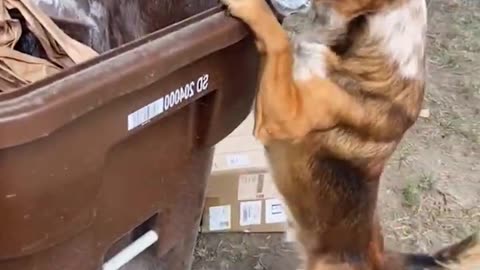 Funny dog training 😃😃