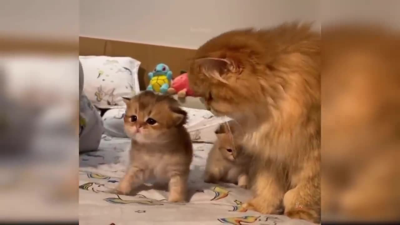 Funny Cat and Dog Videos That Will Make Your Day