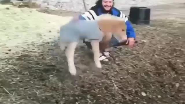 Made your day with these funny and cute Horses | Funny horse videos compilation