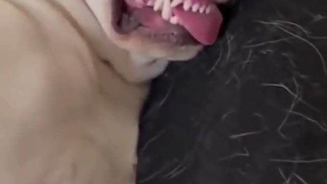 Cute Animals | Funny Animals Videos | Cute Animal Videos