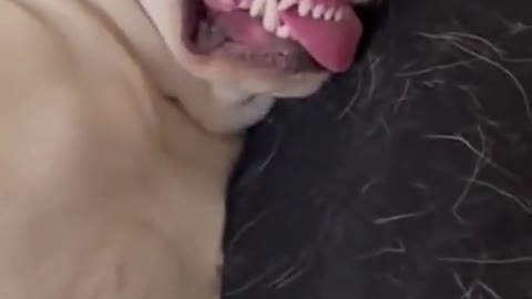 Cute Animals | Funny Animals Videos | Cute Animal Videos