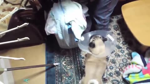 Dog barking videos compilation