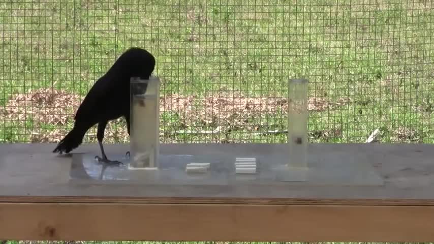 Causal understanding of water displacement by a crow