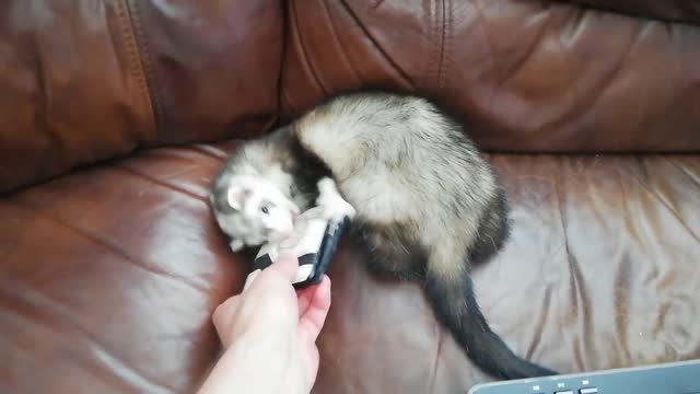 Pet Weasel Steals Owner's Wallet As They Fight Each Other For Obtaining It