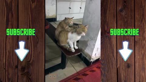 The best videos of funny cats