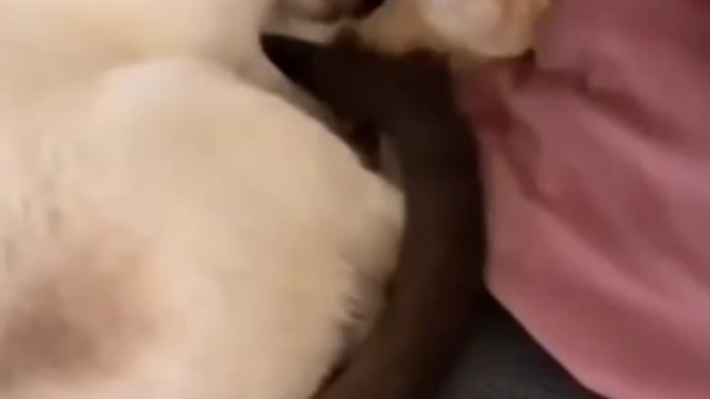 Cute cat 🤠🤠🤠🤠