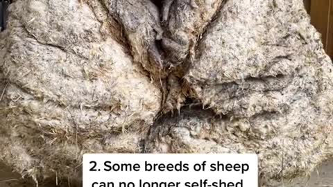 5 things you may not know about sheep!