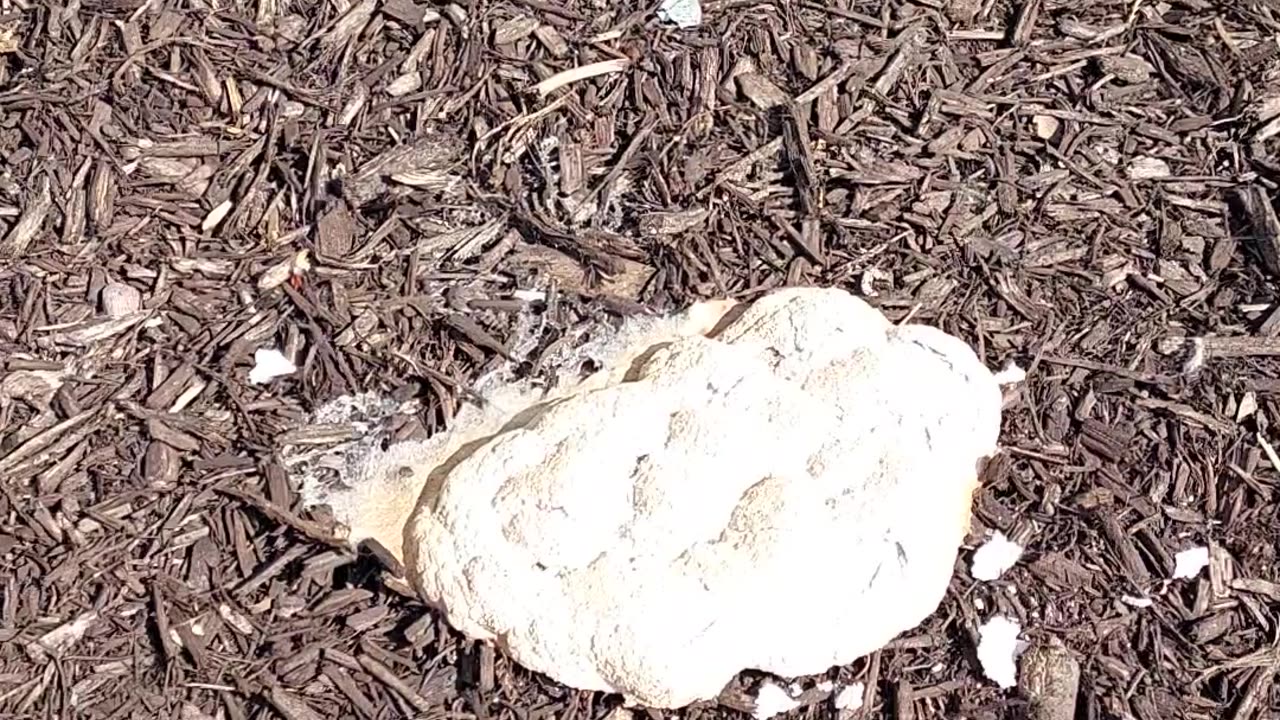 We have a fungus
